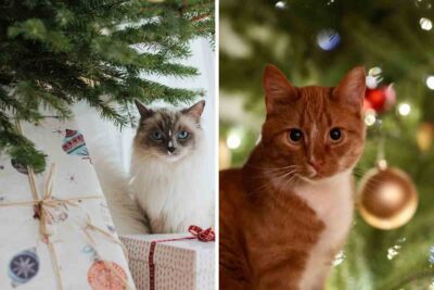 regali di natale a gatto