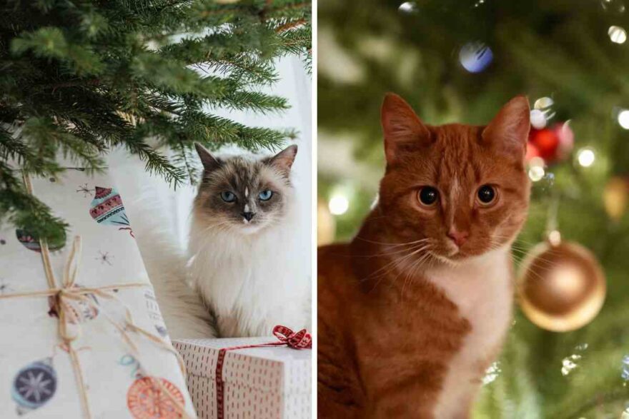 regali di natale a gatto