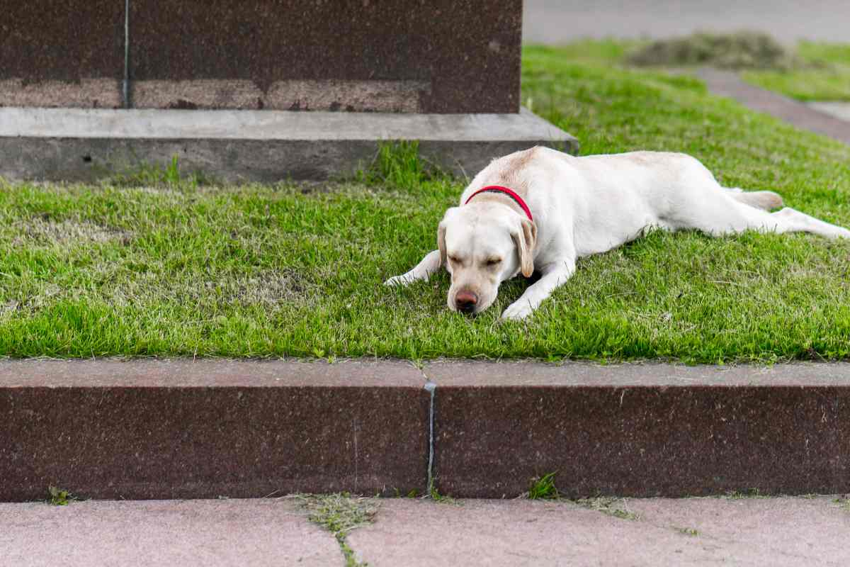 oliver sulla tomba del cimitero
