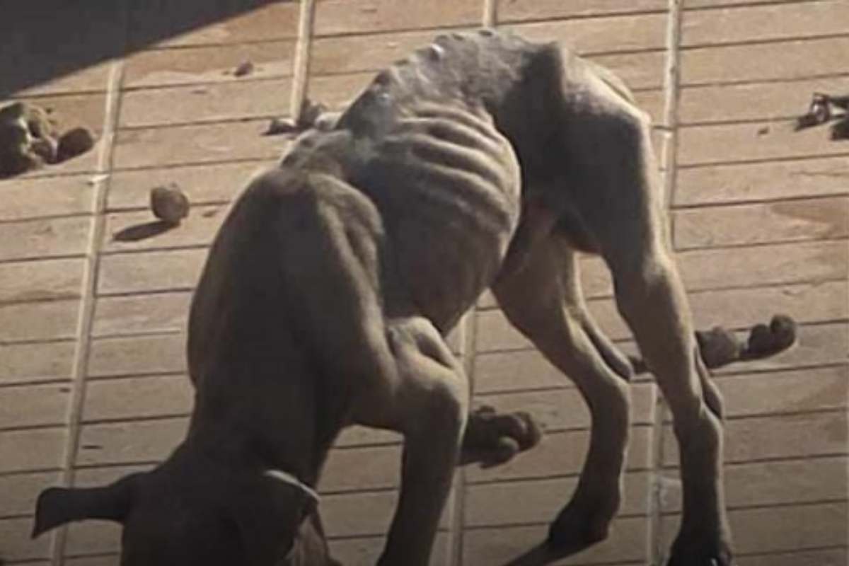 pitbull pelle e ossa