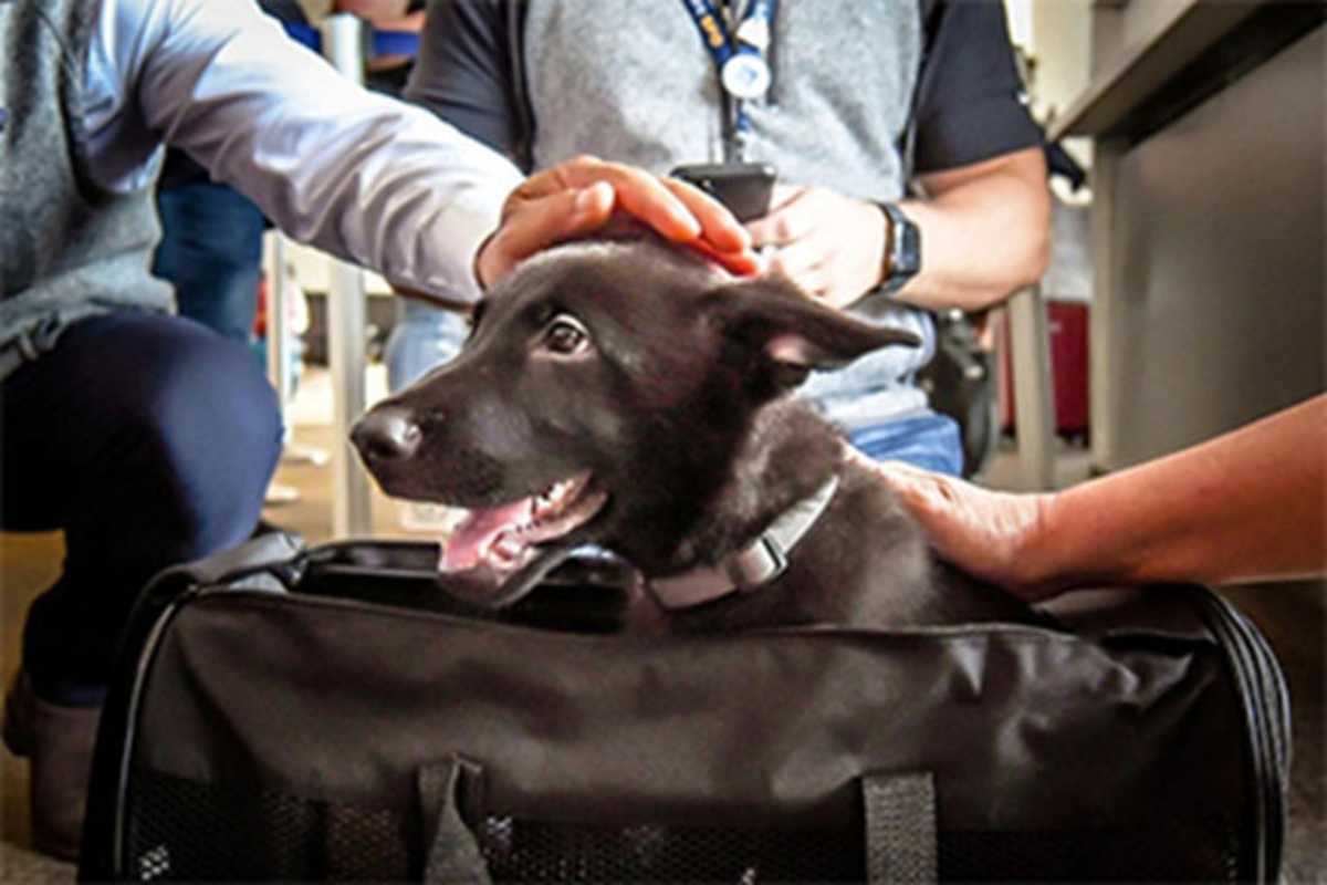 Polaris, il cucciolo lasciato in aeroporto: quando un addio diventa un nuovo inizio