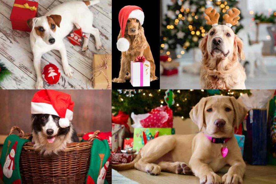 regali di natale per il cane