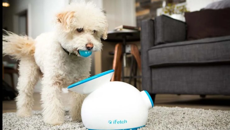 regalo di natale per il cane