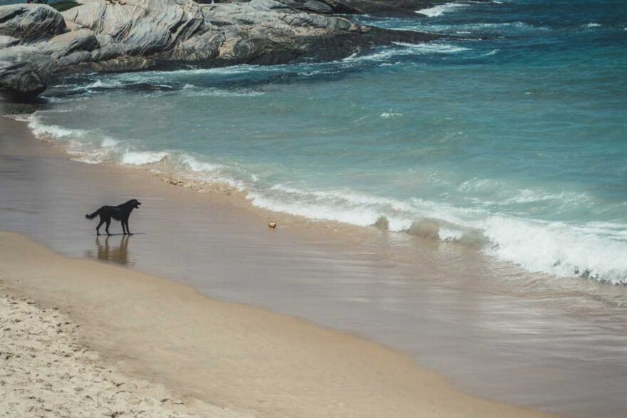 salvataggio dei cani al mare di san Diego