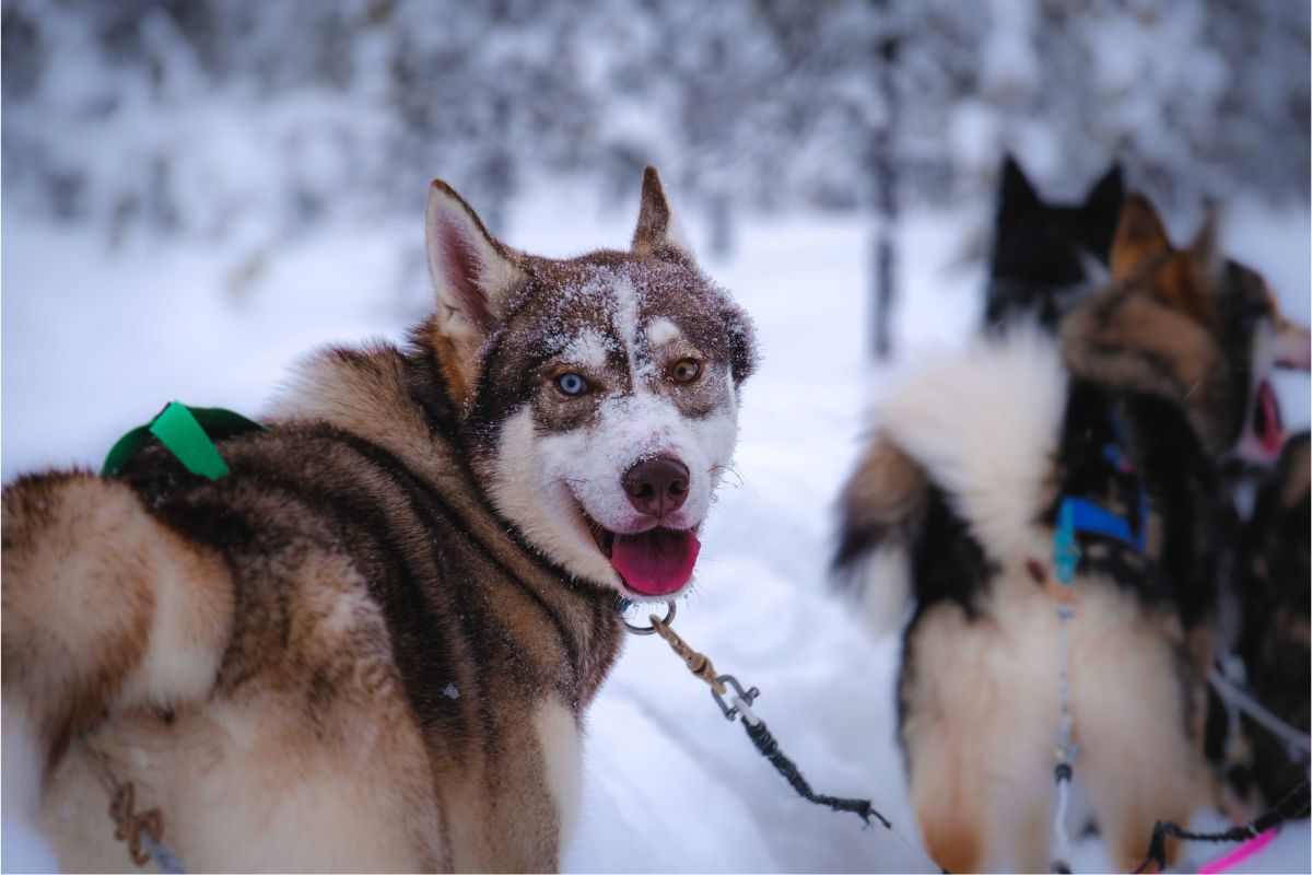 Siberian Husky