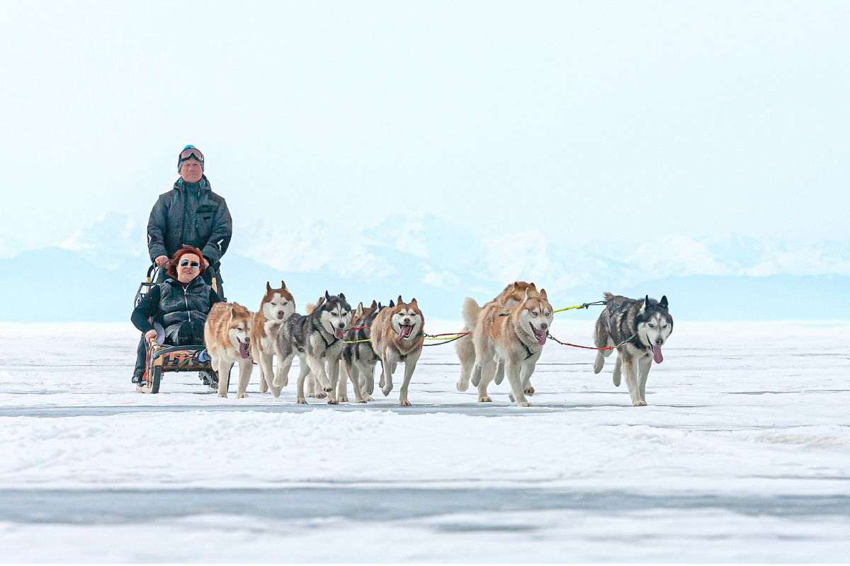 slitta guidata da cani