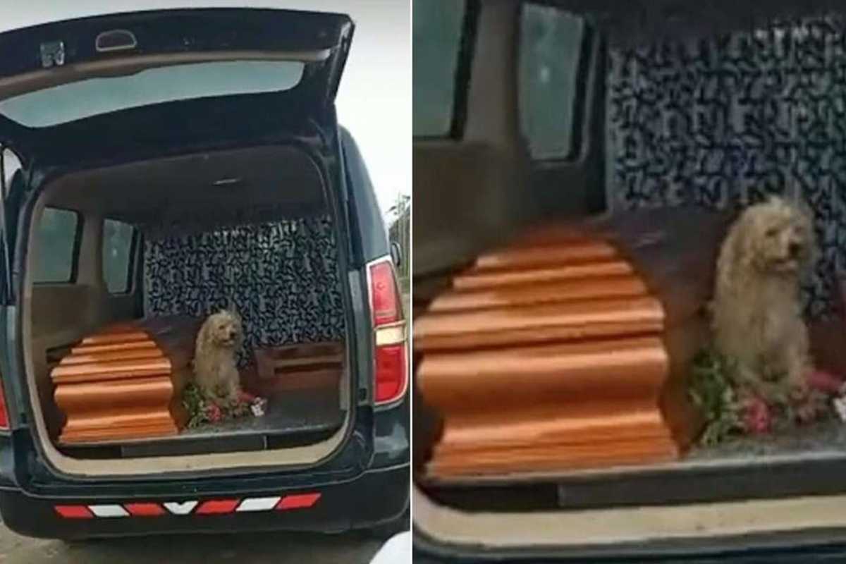 brumer vicino la bara della padrona