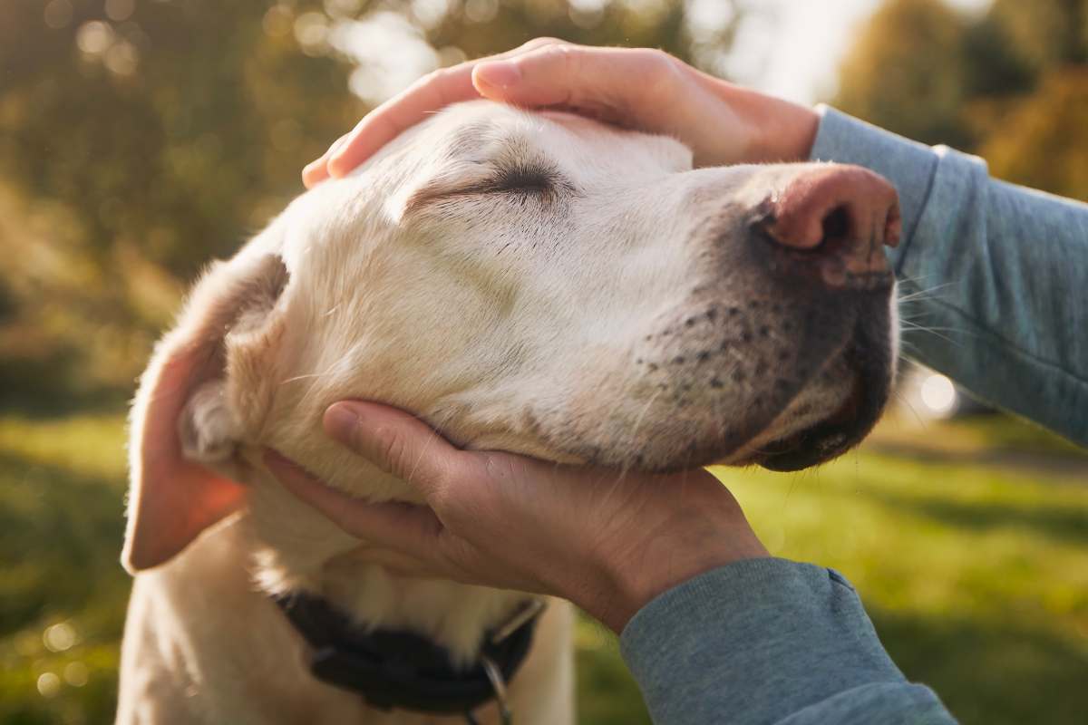 persona che accarezza labrador