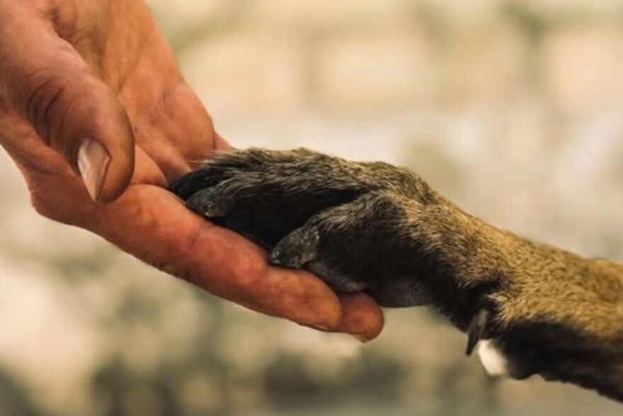 mano umano e zampa di cane