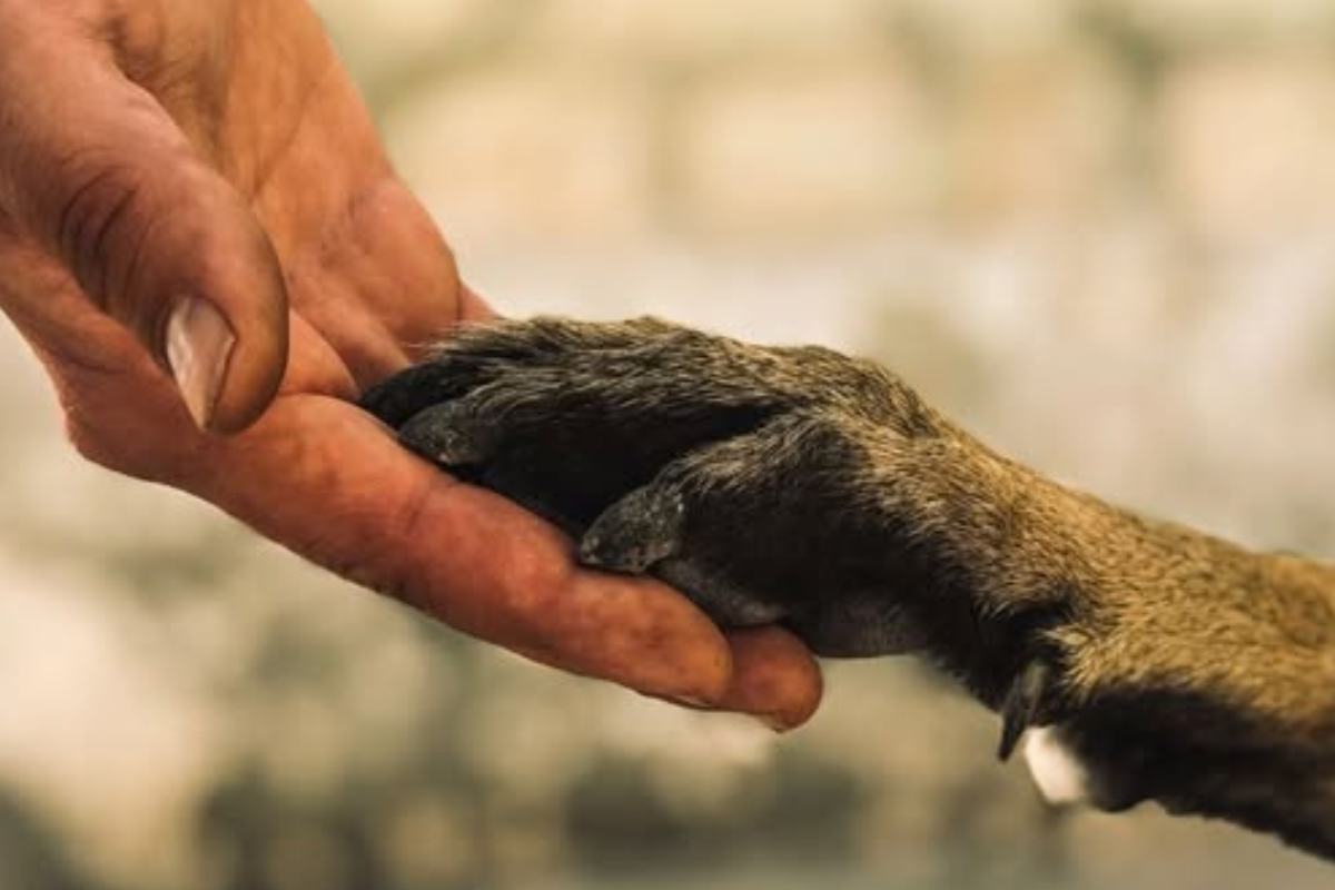 mano umano e zampa di cane