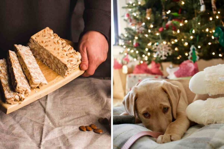 torrone di natale e cane