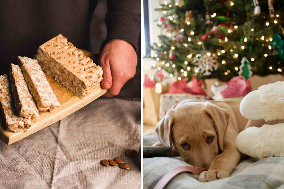 torrone di natale e cane