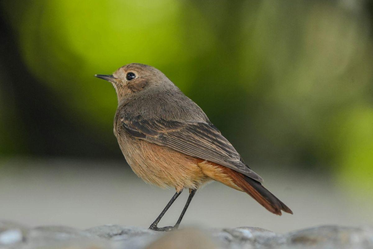 Come attirare sul balcone o nel giardino uno degli uccelli più belli che esistono