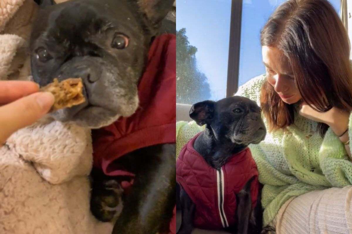 Un ultimo giorno insieme: Holly dice addio al suo cane con una giornata speciale