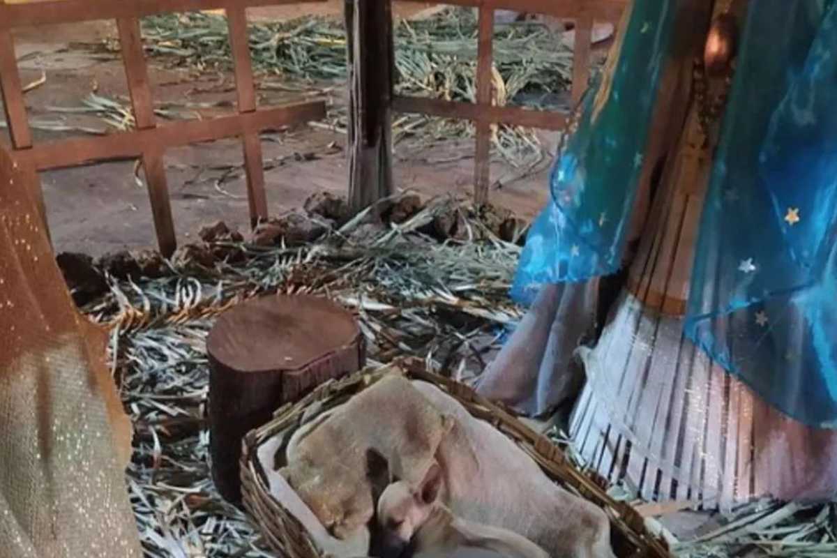 un cane randagio che dorme nel giaciglio di Gesù Bambino, la sorpresa in un presepe in Brasile