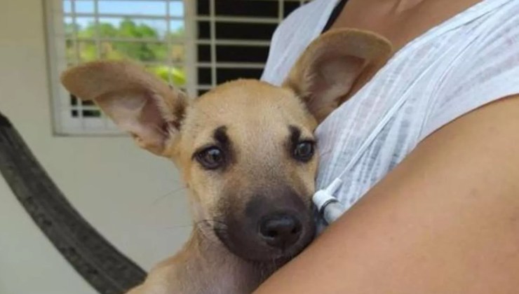 un cane randagio che dorme nel giaciglio di Gesù Bambino