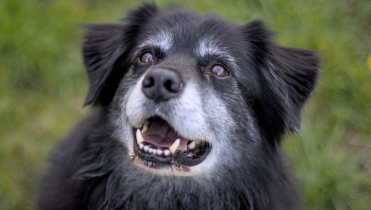 Maxi muore dopo sei giorni in rifugio