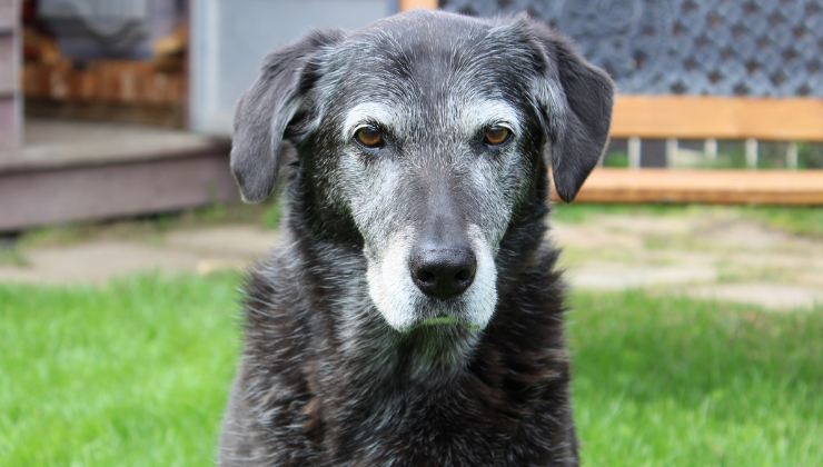 Abbandonata nel giorno del suo 14° compleanno, Maxi muore sola dopo sei giorni in rifugio