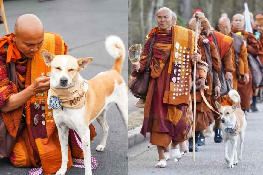 Aloka, il cane della pace