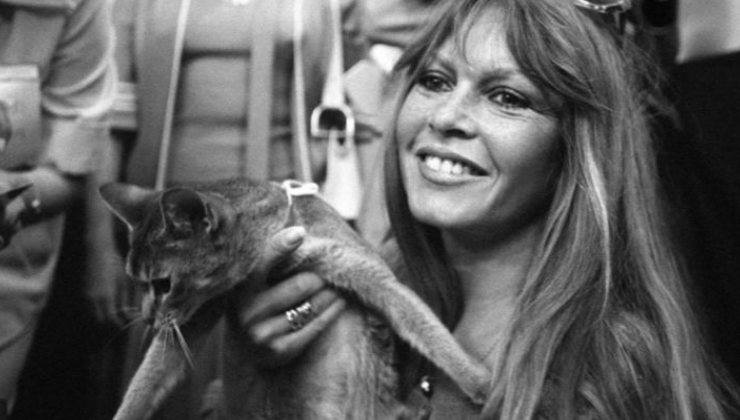 Brigitte Bardot insieme a un cucciolo di gatto in una delle tantissime immagini che testimoniano il suo amore sconfinato per gli animali