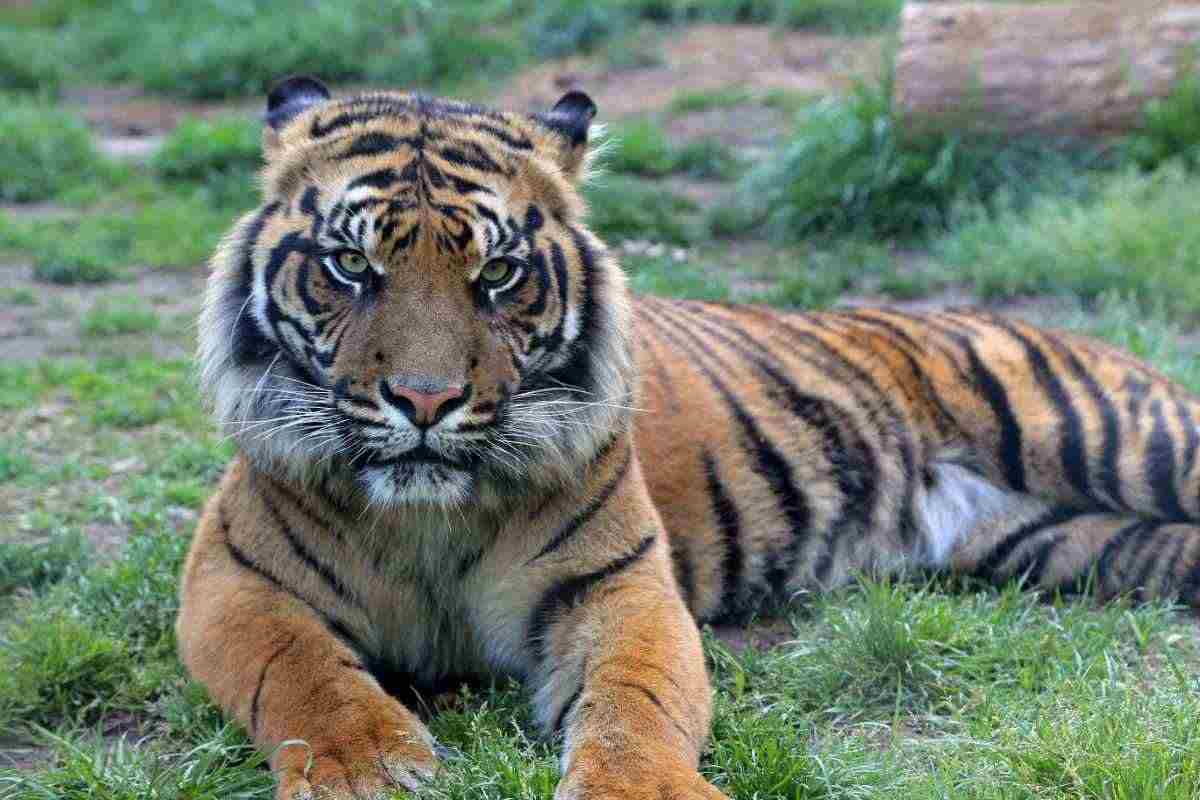 Tigre in cattività