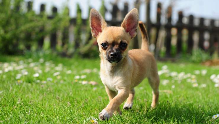cane Chihuahua