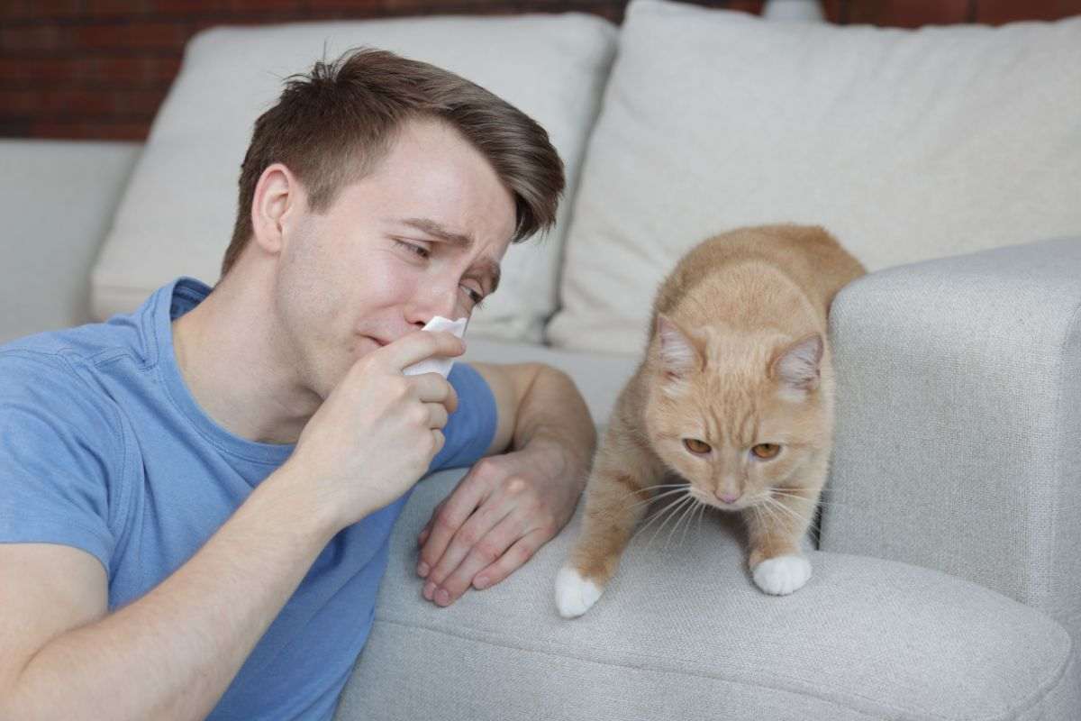 I segnali per capire quando un gatto sta per morire e lasciarci per sempre