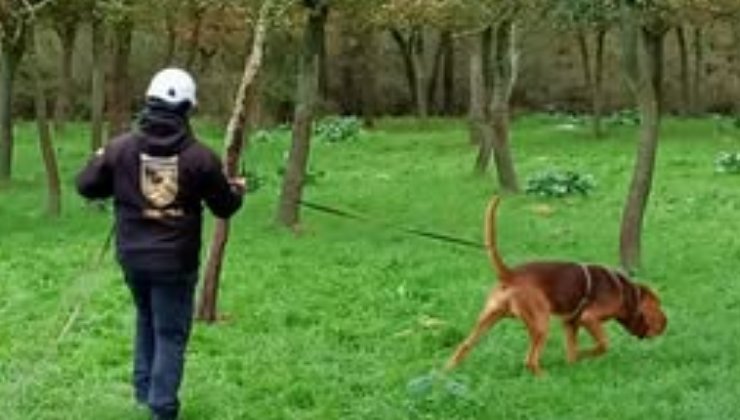 Il cane molecolare Bruno