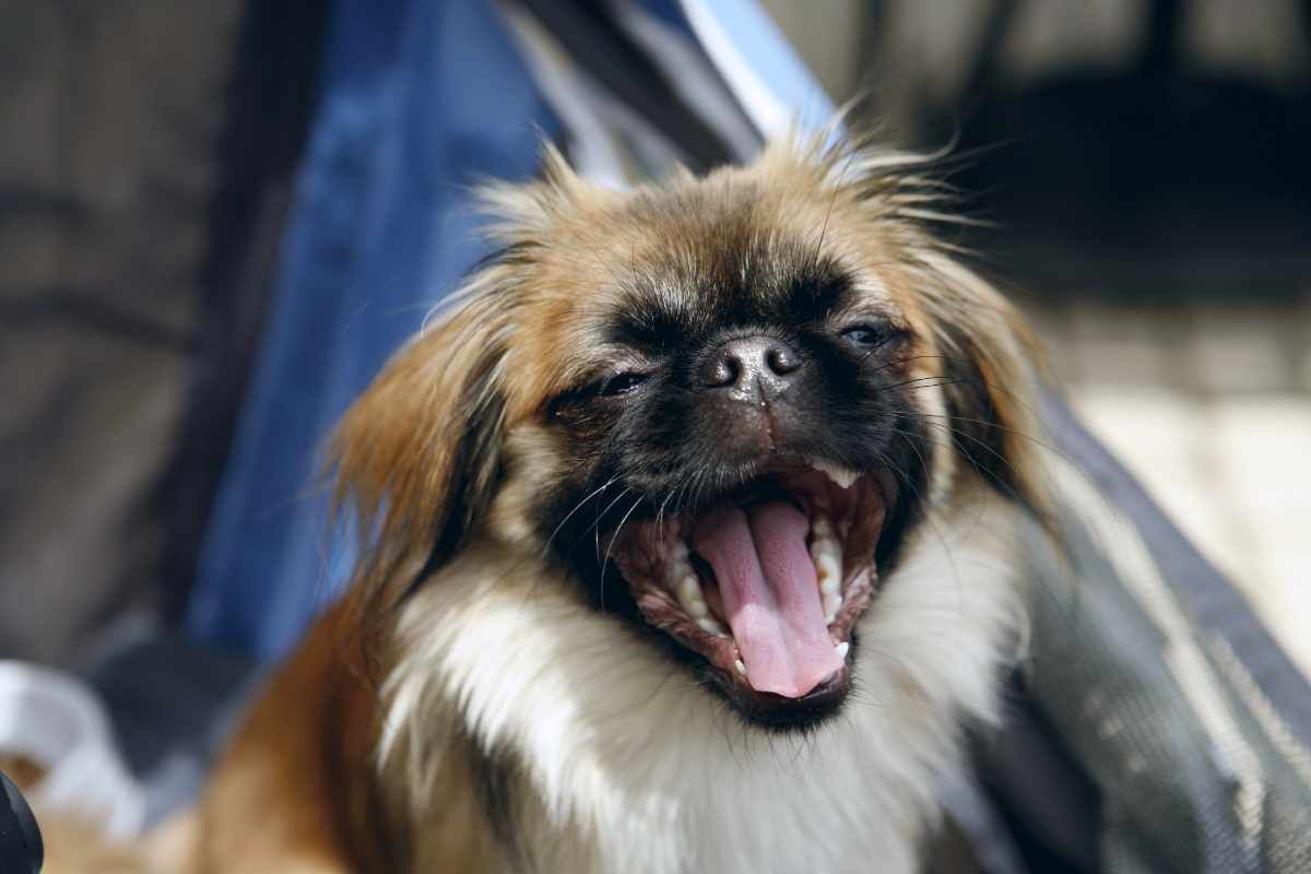 Piccolo cane che tossisce