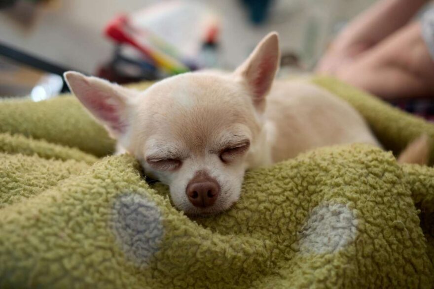 Lancia due chihuahua dal balcone dopo una lite con la moglie