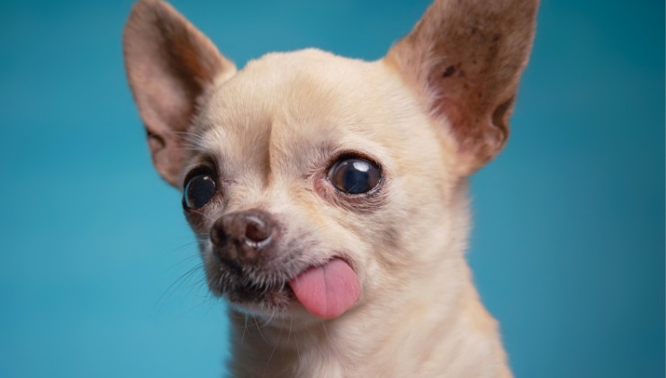 Lanciati due chihuahua dal balcone dopo una lite con la moglie