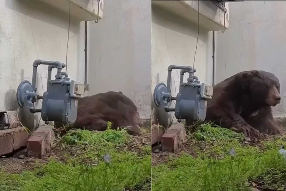 Viveva di nascosto sotto una casa: un enorme orso ha perso la sua dimora