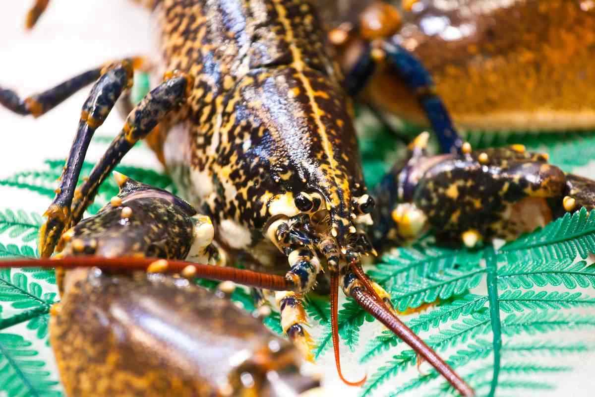 Passo importante per i diritti degli animali: l’Inghilterra potrebbe segnare una svolta per aragoste e crostacei