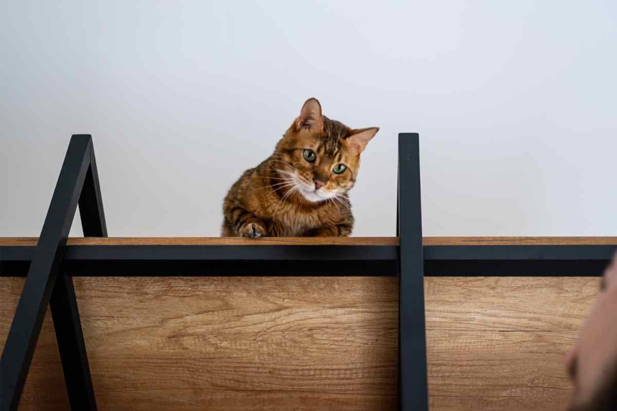 Gatto su scaffale che guarda giù