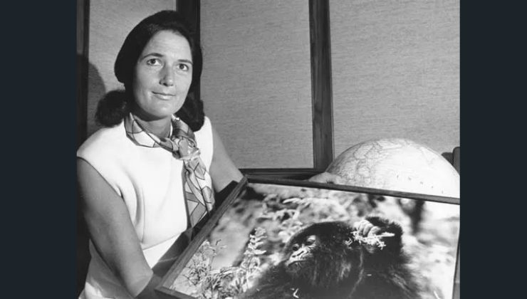 Quarant’anni fa moriva Dian Fossey, la “signora dei gorilla” che ha combattuto il bracconaggio