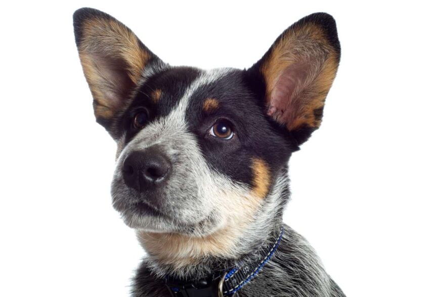 Era scomparsa nel marzo 2022 dal giardino di casa, senza lasciare traccia