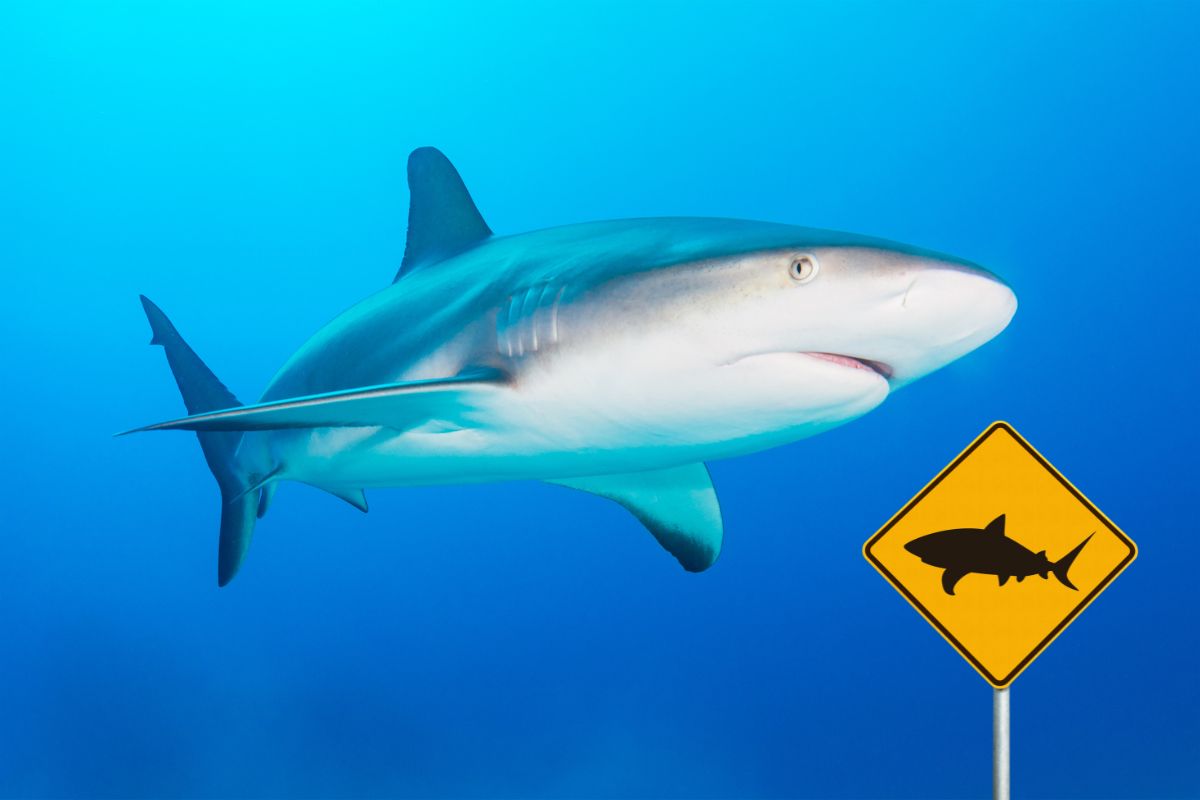 attacchi di squalo