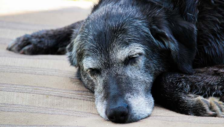 cagnolina abbandonata nel giorno del suo 14° compleanno