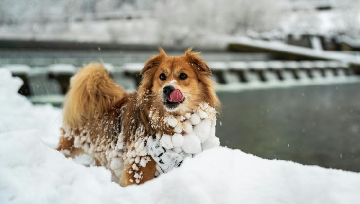cagnolina nella neve