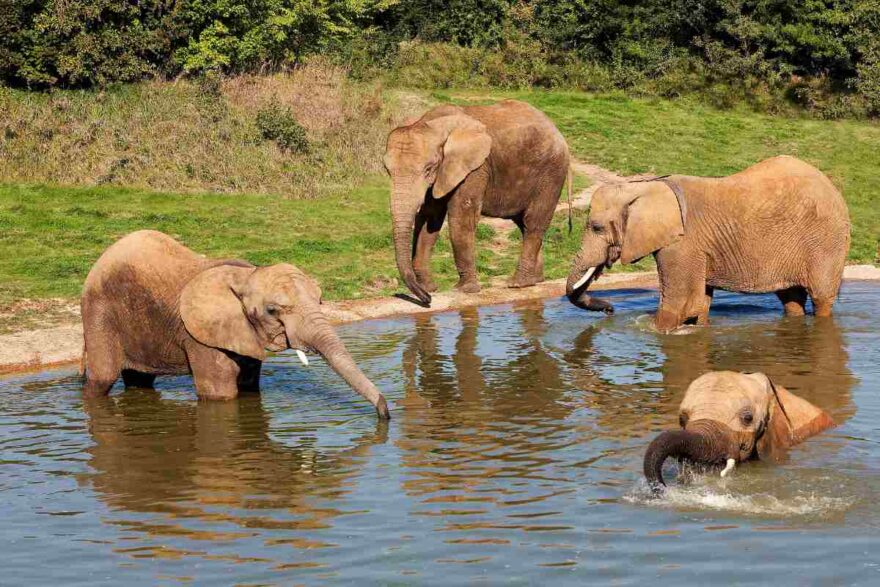 cambiamento per lo zoo di Bali