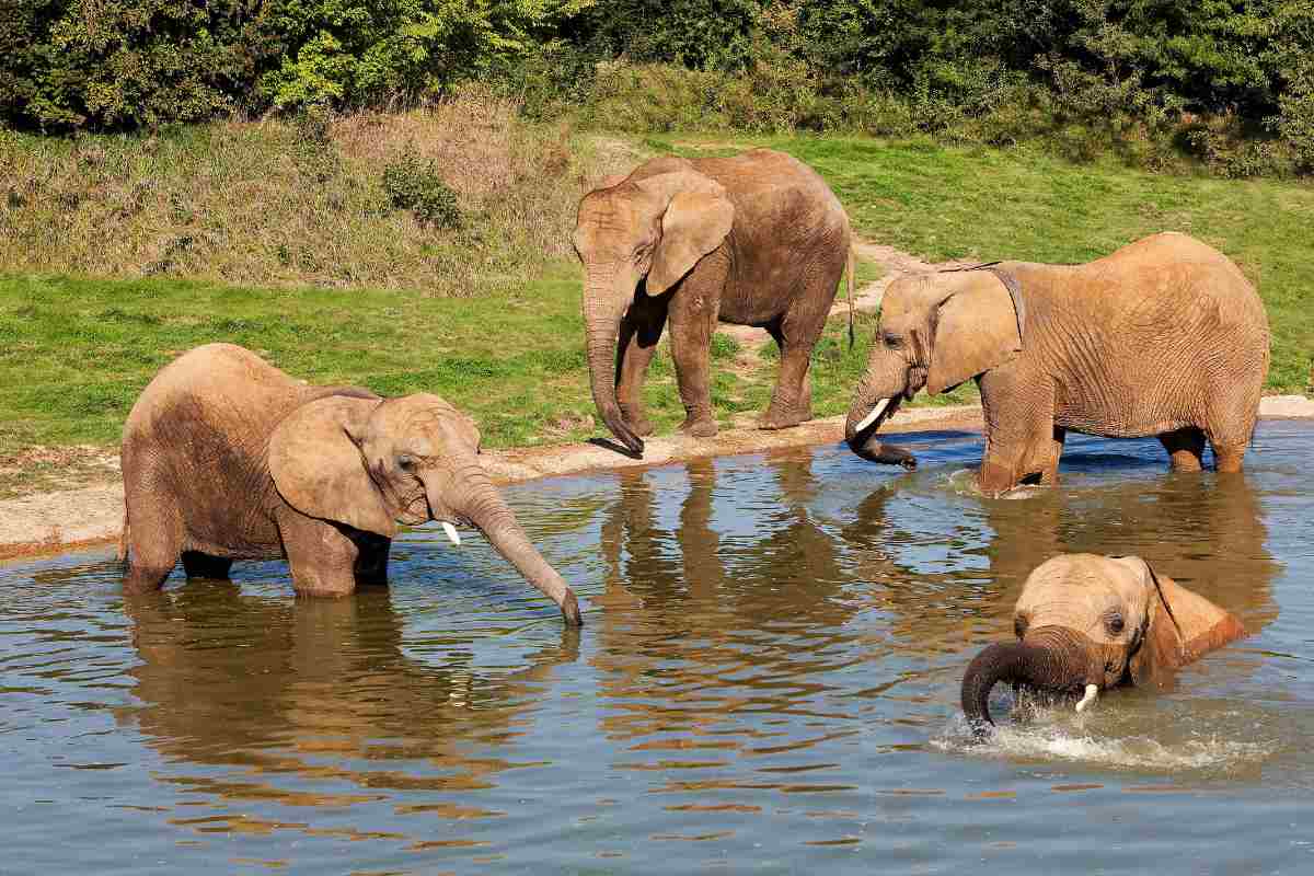 cambiamento per lo zoo di Bali