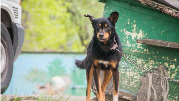 cane alla catena