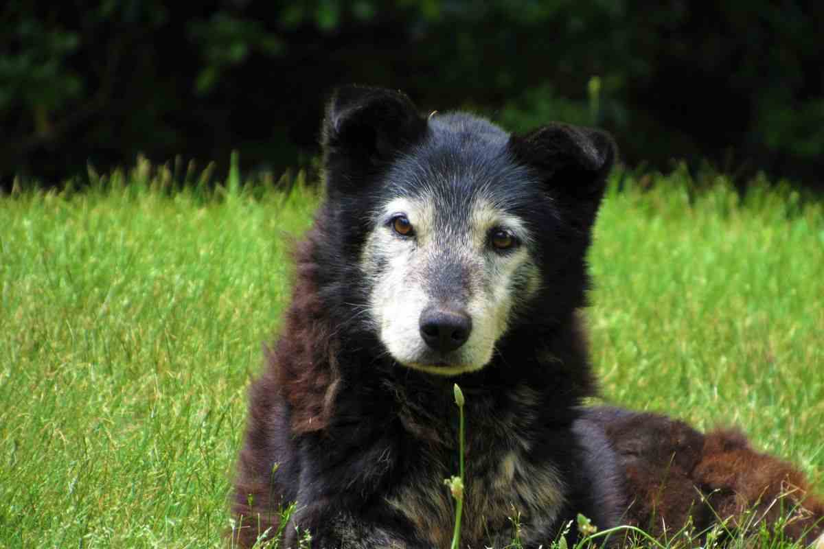 cane anziano nel prato