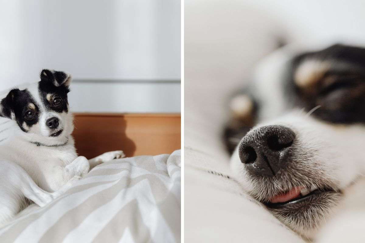 Perché il tuo cane sceglie di dormire ai piedi del letto?
