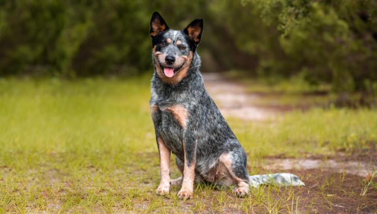 cane di razza Blue heeler
