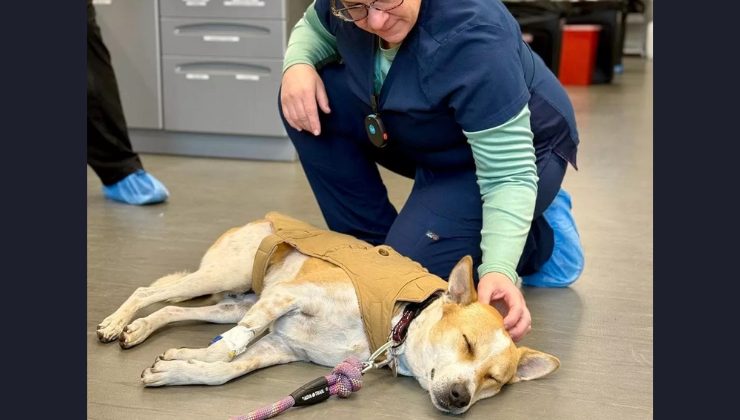 cane dopo l'intervento