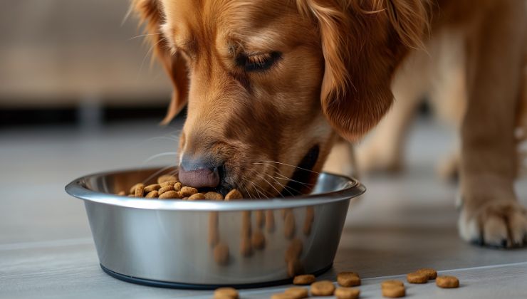 cane mangia dalla ciotola