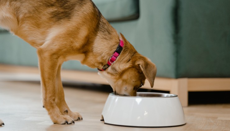 cane mangia le crocchette