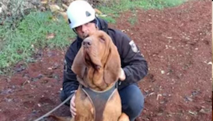 cane molecolare Bruno