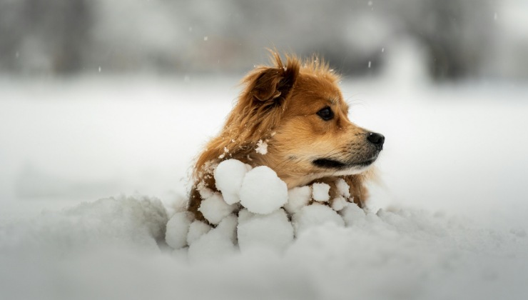 cane nella neve
